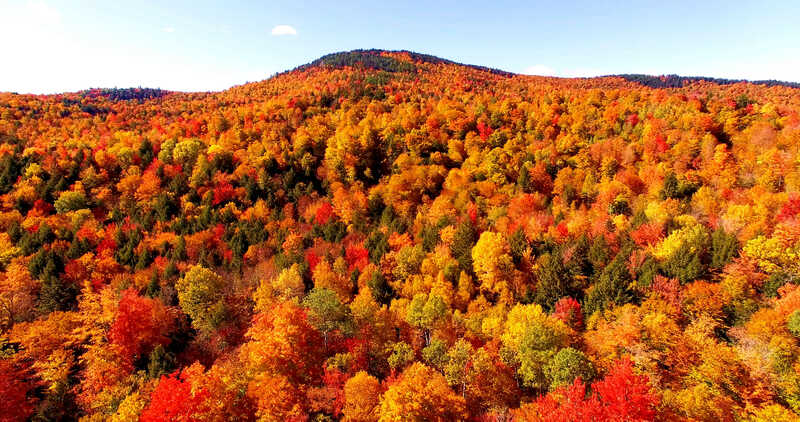 Foliage